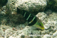 Streifen-Bannerlippfisch_adult-Malediven-2013-03