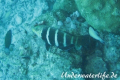 Streifen-Bannerlippfisch_adult-Malediven-2013-04