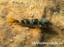 Streifenbarbe (Mullus surmuletus)