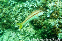 Streifenbarbe_adult-Dubrovnik-2015-003