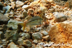 Streifenbarbe_adult-Dubrovnik-2015-004