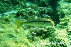 Streifenbarbe_adult-Dubrovnik-2015-005