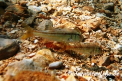 Streifenbarbe_adult-Dubrovnik-2015-007