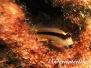 Streifenschleimfisch (Parablennius rouxi)