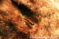 Streifenschleimfisch_adult-Dubrovnik-2015-02
