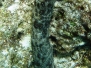 Strichel-Seewalze (Bohadschia graeffei)