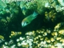 Stülpmaul-Lippfisch (Epibulus insidiator)