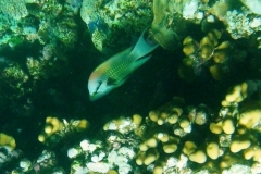 Stuelpmaul-Lippfisch_adult-Marsa alam-2012-1