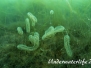 Europa Süßwasser Moostierchen-Ectoprocta-moss animals