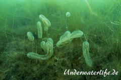 Suesswassermoostierchen_Baggersee_Giesen-001
