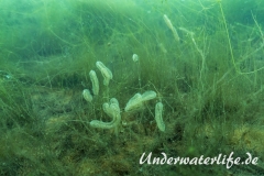 Suesswassermoostierchen_Baggersee_Giesen-002