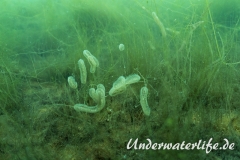 Suesswassermoostierchen_Baggersee_Giesen-003