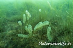 Suesswassermoostierchen_Baggersee_Giesen-004