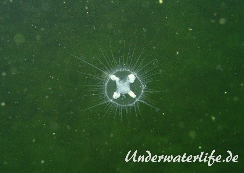Suesswasserquaelle-Diez-2013-001