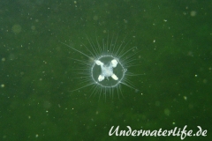 Suesswasserquaelle-Diez-2013-001