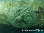 Süßwasserschwamm unbekannte Art 1 (Spongillidae spec)