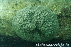 Susswasserschwamm-Spongillidae-spec_adult-Nordhausen-2016-001