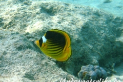 Tabak-Falterfisch_adult-Marsa alam-2012-1