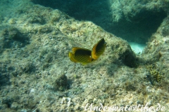 Tabak-Falterfisch_adult-Marsa alam-2012-2