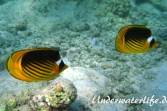 Tabak-Falterfisch_adult-Marsa alam-2012-3