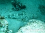  Teppich Krokodilfisch (Papilloculiceps longiceps)