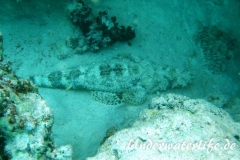 Teppich-Krokodilfisch_adult-Marsa alam-2012-1