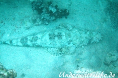 Teppich-Krokodilfisch_adult-Marsa alam-2012-2