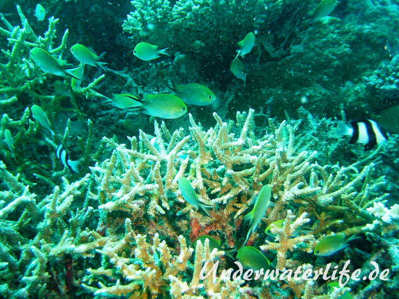 Ternate-Chromis_adult-Malediven-2013-03