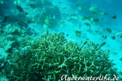 Ternate-Chromis_adult-Malediven-2013-01