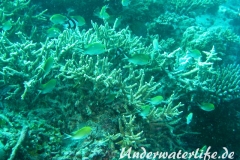 Ternate-Chromis_adult-Malediven-2013-02