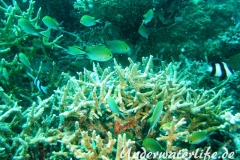 Ternate-Chromis_adult-Malediven-2013-03