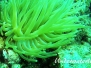 Thor-Anemonengarnele (Thor amboinensis) Karibik