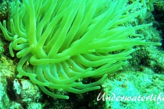 Thor-Anemonengarnele_adult-Karibik-2014-001