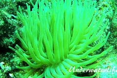 Thor-Anemonengarnele_adult-Karibik-2014-002