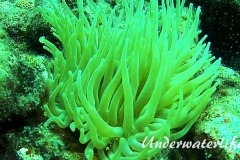 Thor-Anemonengarnele_adult-Karibik-2014-003