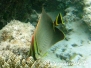 Triangel-Falterfisch (Chaetodon triangulum)