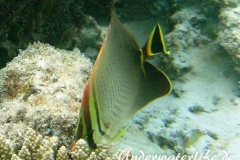Triangel-Falterfisch_adult-Malediven-2013-01