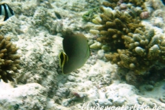 Triangel-Falterfisch_adult-Malediven-2013-02