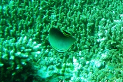 Triangel-Falterfisch_adult-Malediven-2013-03