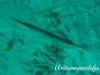 Pazifischer Trompetenfisch (Aulostomus chinensis) Indik