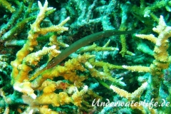 Trompetenfisch_adult-Malediven-2013-001