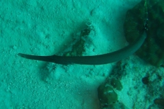 Trompetenfisch_adult-Malediven-2013-003
