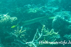 Trompetenfisch_adult-Malediven-2013-005