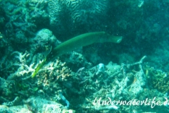 Trompetenfisch_adult-Malediven-2013-006