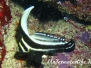 Karibik Ritterfische / Umberfische-Sciaenidae-Drums or croakers