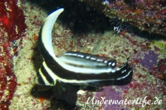 Tuepfel Ritterfisch_adult-Karibik-2014-001