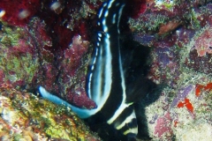 Tuepfel Ritterfisch_adult-Karibik-2014-002