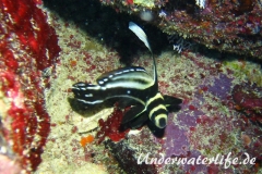 Tuepfel Ritterfisch_adult-Karibik-2014-003