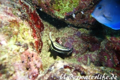 Tuepfel Ritterfisch_adult-Karibik-2014-004