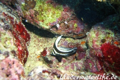 Tuepfel Ritterfisch_adult-Karibik-2014-005
